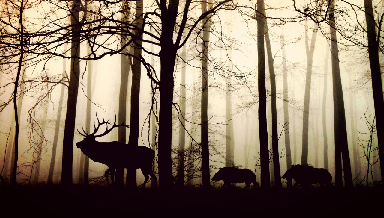 veluwe